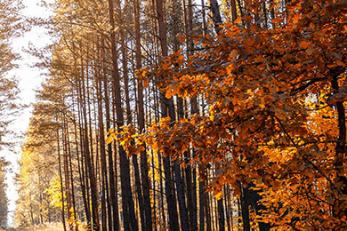 开云体育登录-塞维利亚惊天逆转克罗地亚，阿尔巴上演帽子戏法燃爆绿茵场