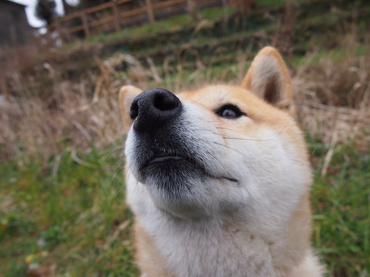 当广厦的绝杀划过底特律夜空，一场跨越太平洋的篮球寓言