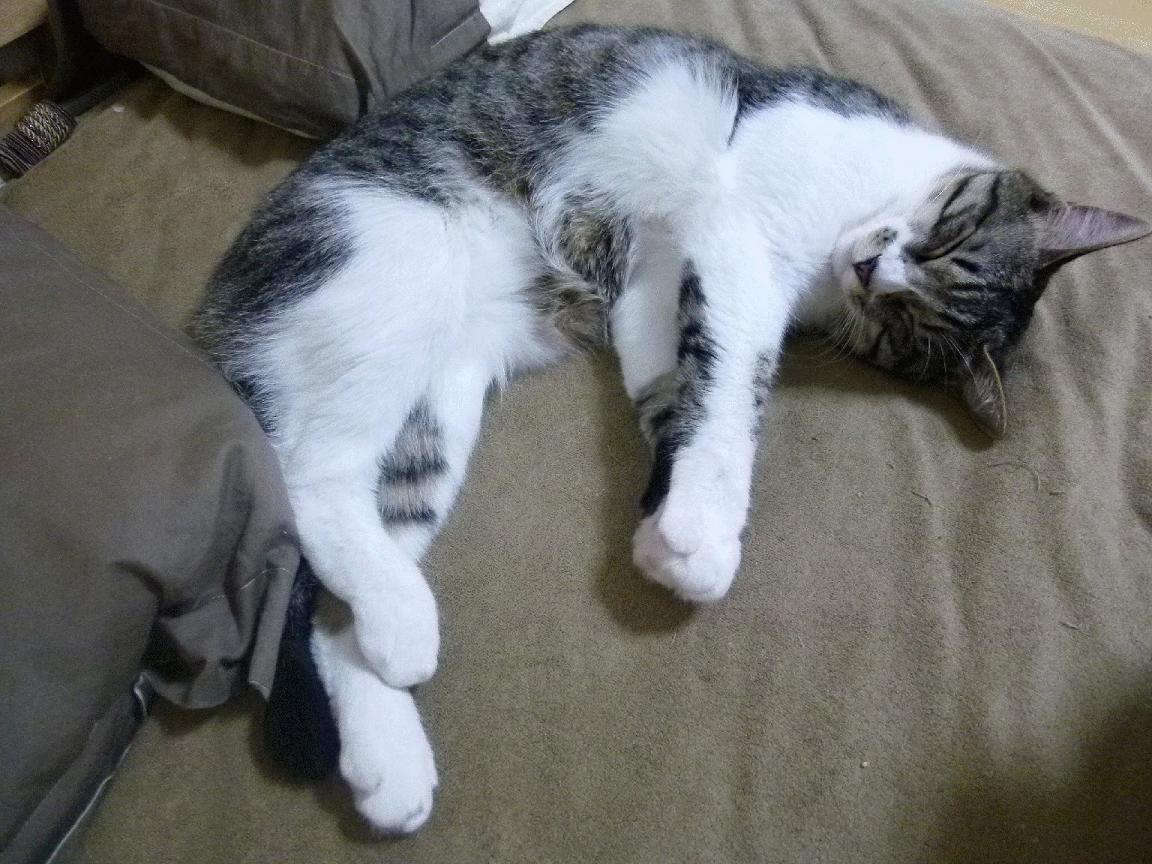 挪威神话VS南美风暴，一场地理错位的西决生死战，如何改写了篮球世界的版图？